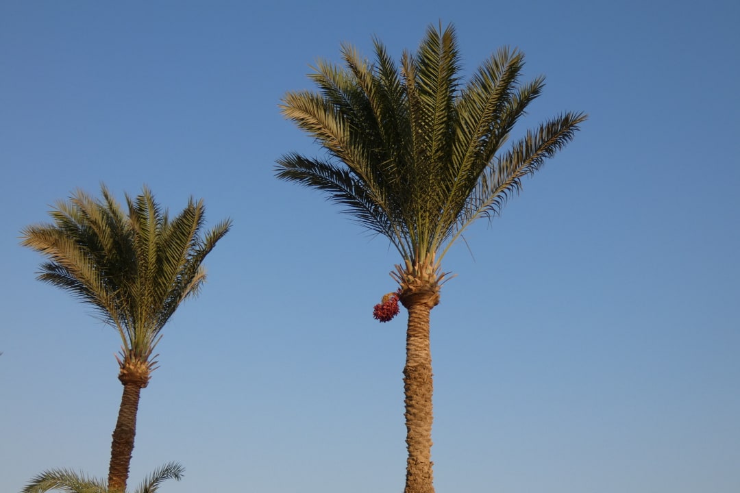 Ausblick Pickalbatros Dana Beach Resort - Hurghada