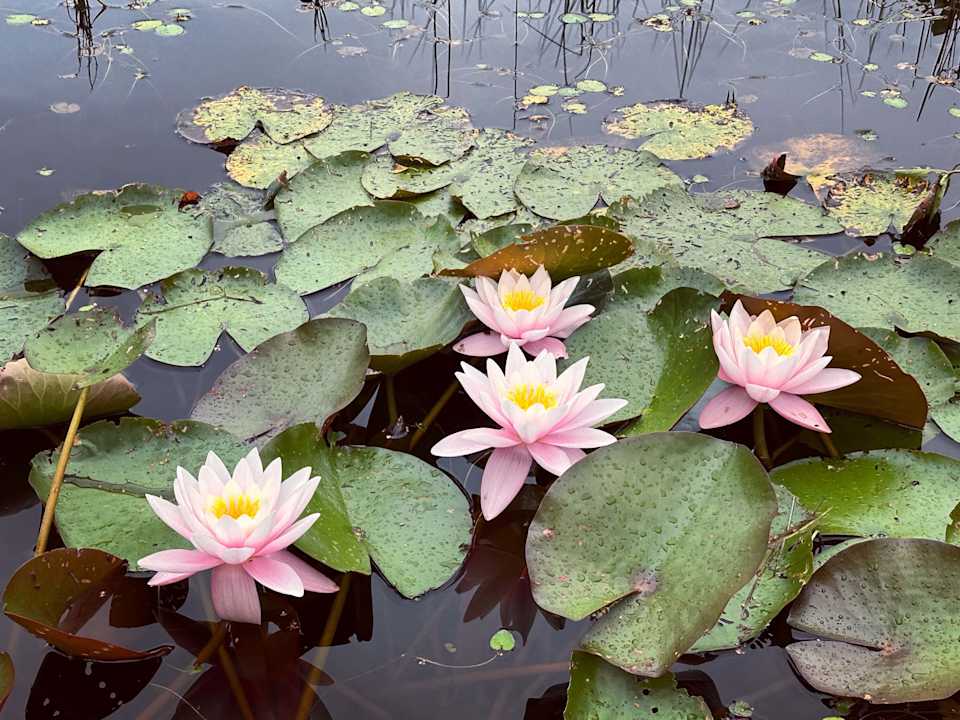 Gartenanlage Gråbogården event and conference center