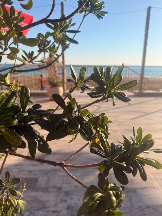 Strand Seashell Vega