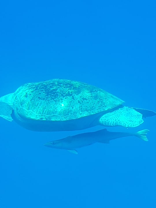 Sport & Freizeit Pickalbatros Sands Hotel - Port Ghalib