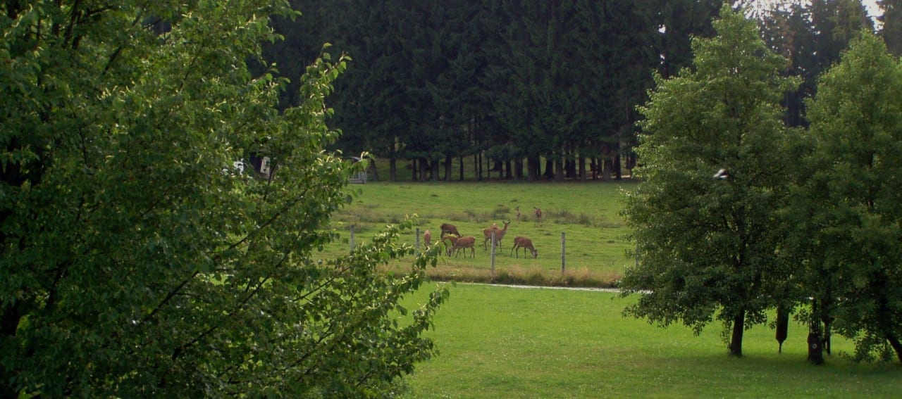 Eigenes Hirschgehege Wohlfühlhotel zur Post