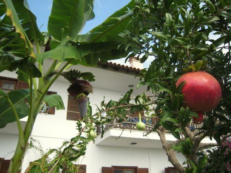 Garten Haus des Gartens / Pension Nikos