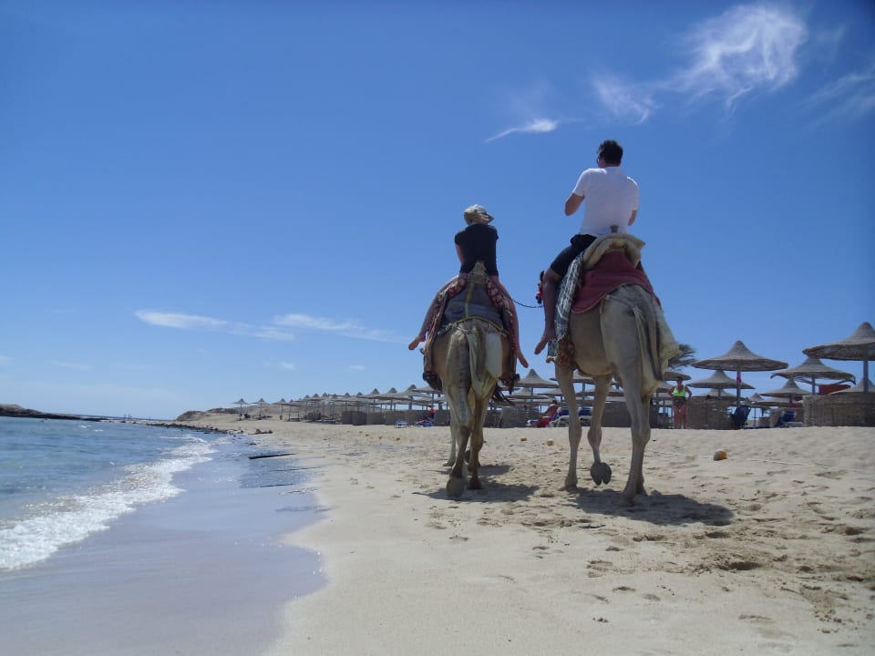 Plaża Malikia Resort Abu Dabbab