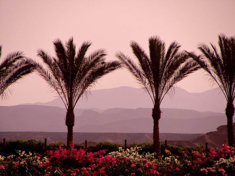 Die Wüste im Hintergrund Jaz Solaya