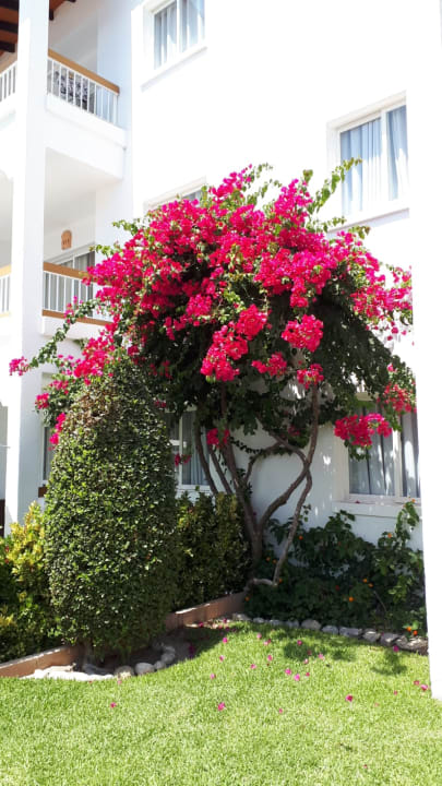 Garten Alcudia Garden Aparthotel