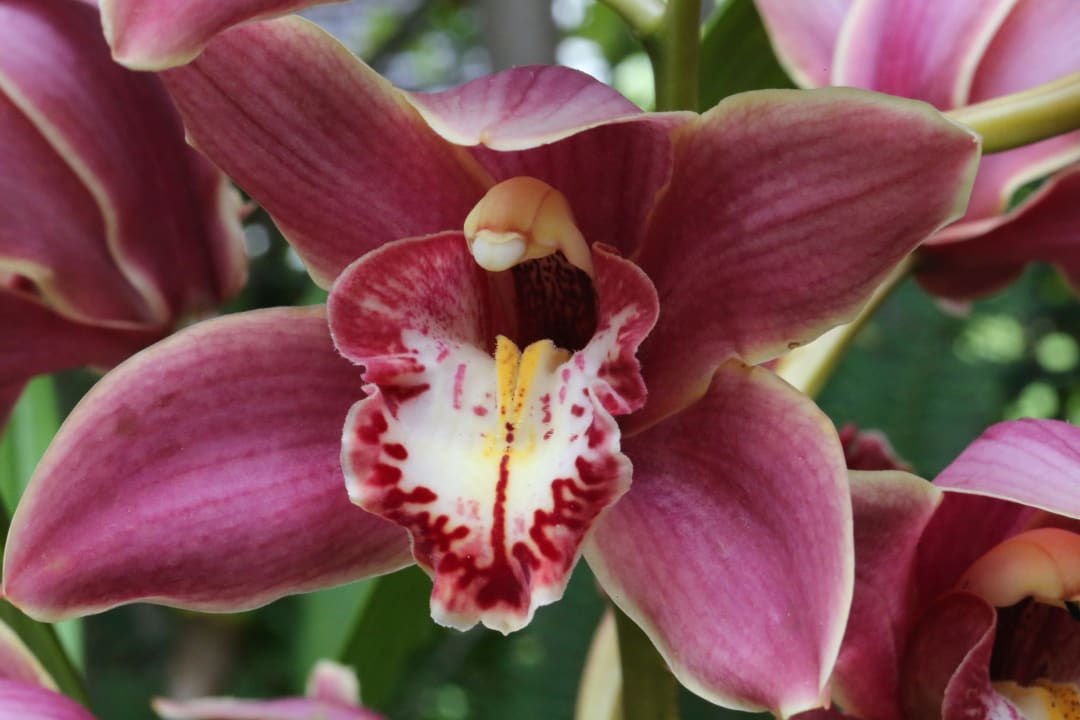 Madeira Eden Mar  Suite Hotel Eden Mar - PortoBay