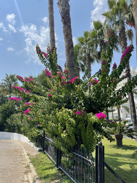 Gartenanlage Kamelya Fulya Hotel