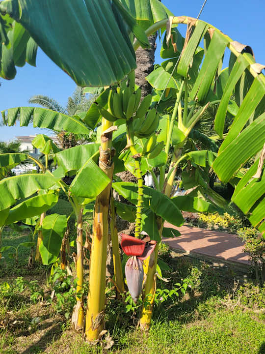Gartenanlage Sunis Elita Beach Resort & Spa