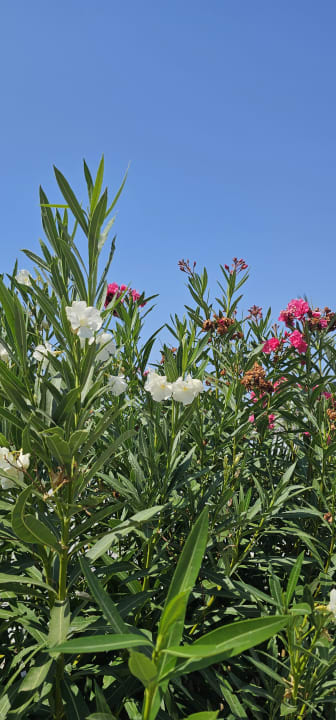 Gartenanlage Ephesia Holiday Beach Club