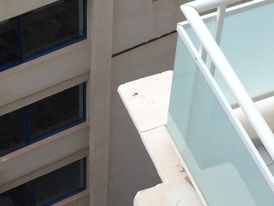 Deutlicher Riss Princess Taurito