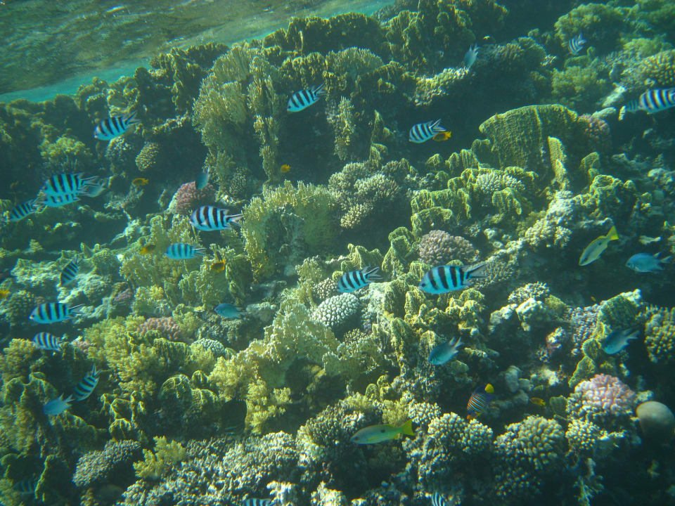 Schnorcheln im Grand Makadi Grand Makadi