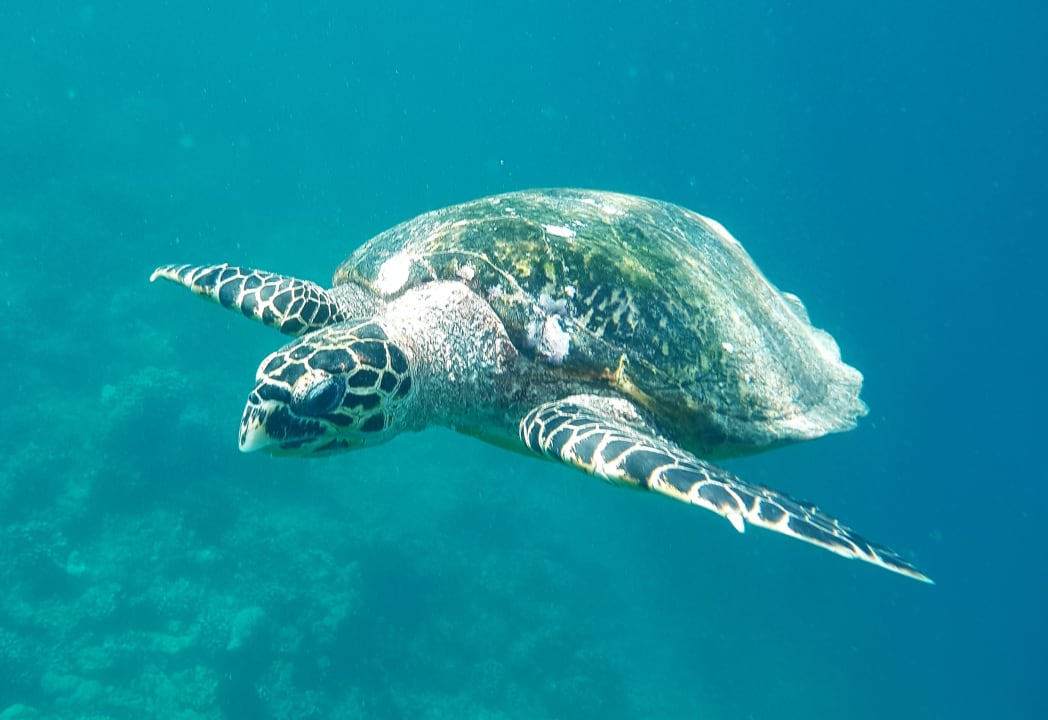Sport & Freizeit Safari Island Maldives