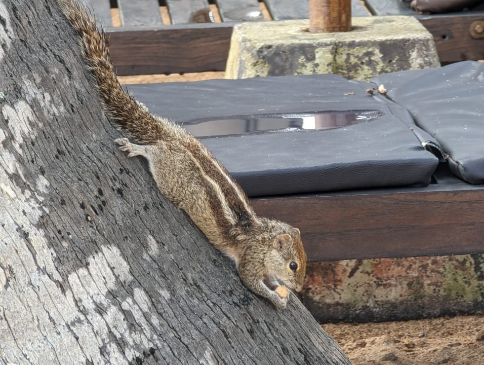 Pool Pandanus Beach Resort & Spa