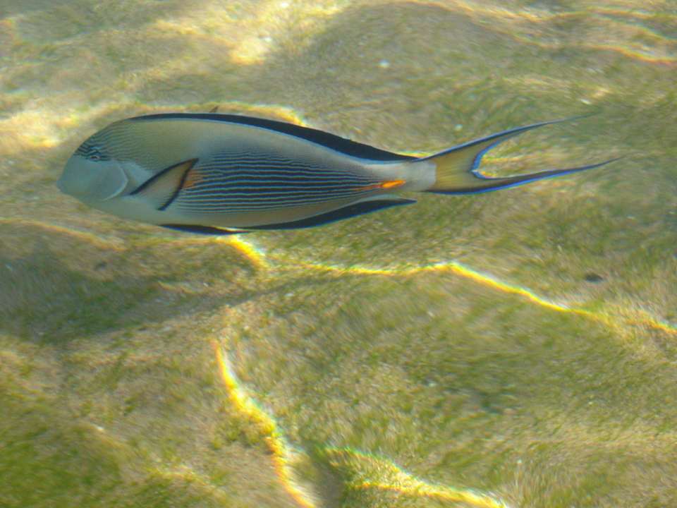 Fisch   Ghazala Gardens