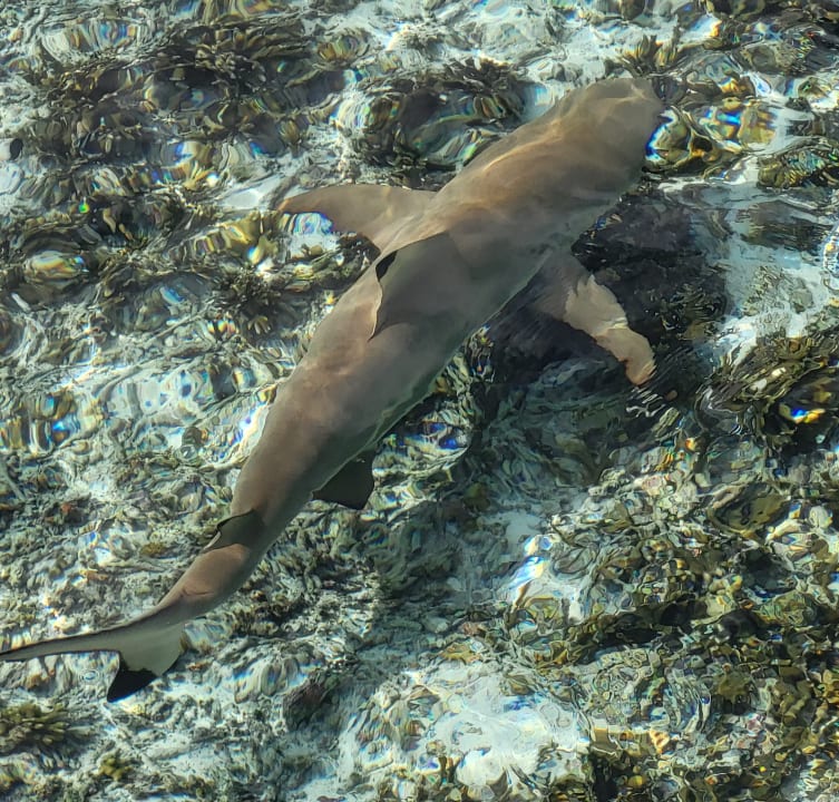 Sport & Freizeit Adaaran Select Hudhuran Fushi - Premium All Inclusive