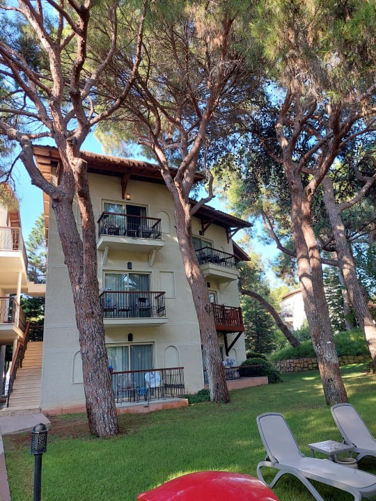 Zimmer Papillon Belvil