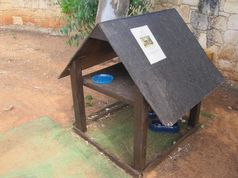 Katzencafe außerhalb zum Füttern Phãea Cretan Malia