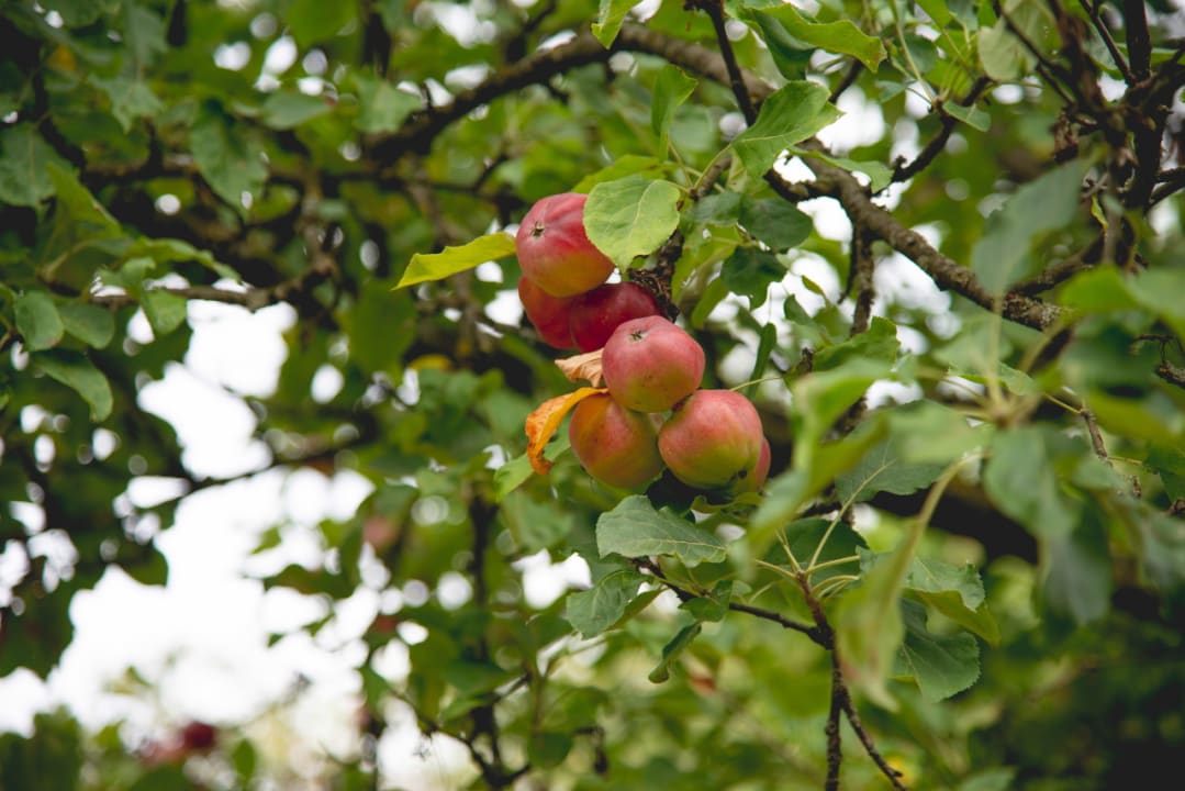 Gartenanlage Ferienhof Lehner am Rothsee