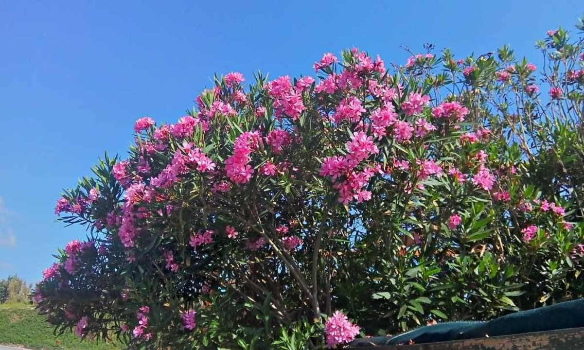 Hotel Kalithea Horizon Royal Hotel Kalithea Horizon Royal