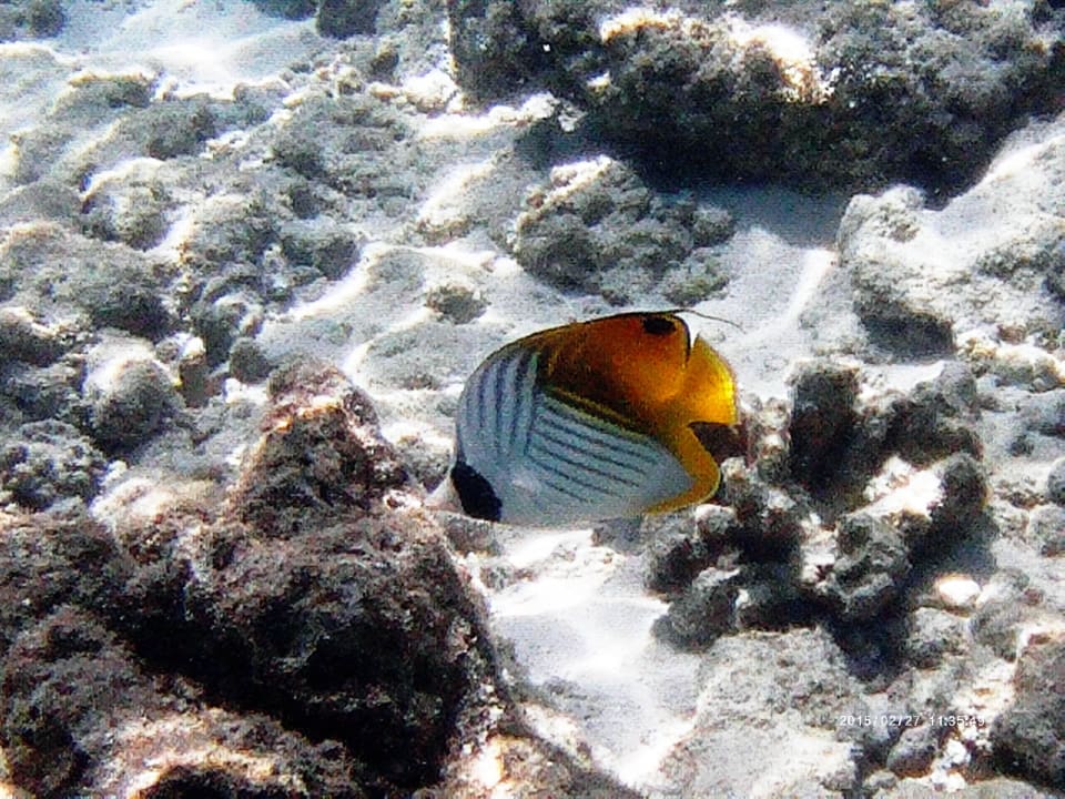 Hausriffbewohner NH Collection Maldives Reethi Resort