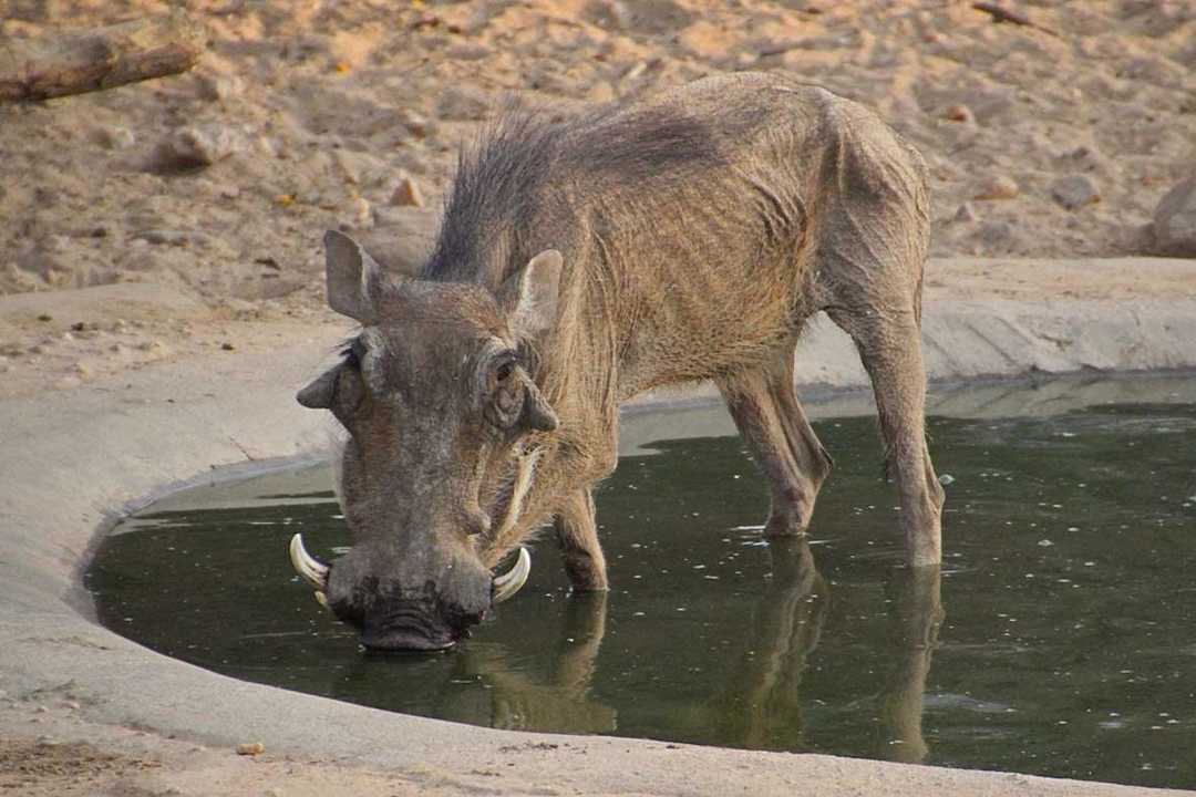 Bei der Sundowner-Fahrt Rooms The Elegant Farmstead