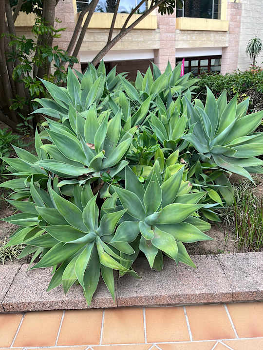 Gartenanlage Hotel Zafiro Alzinar Mar