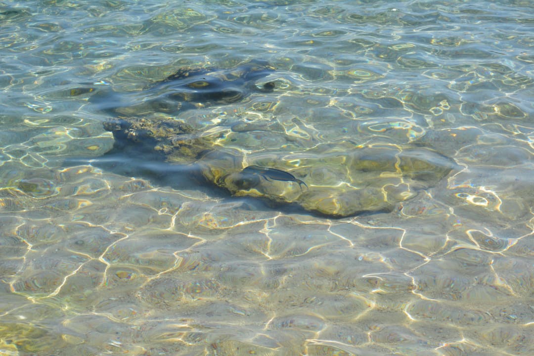 Fisch in Sicht...Sehr Klare Sicht Sharm Plaza