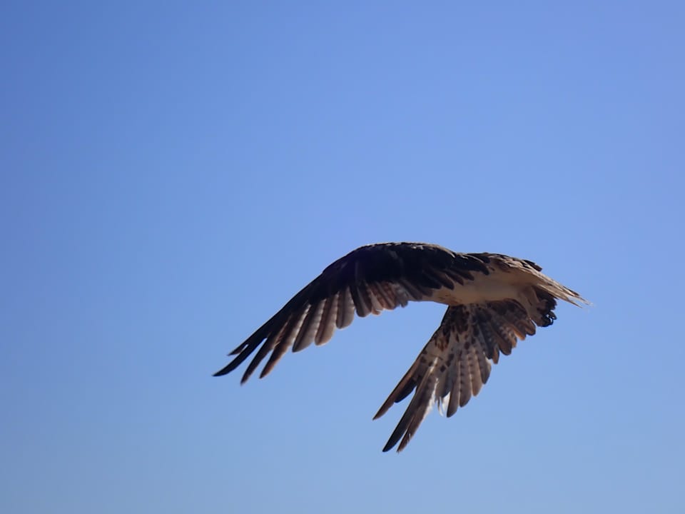 Strand Beach Safari Nubian Resort