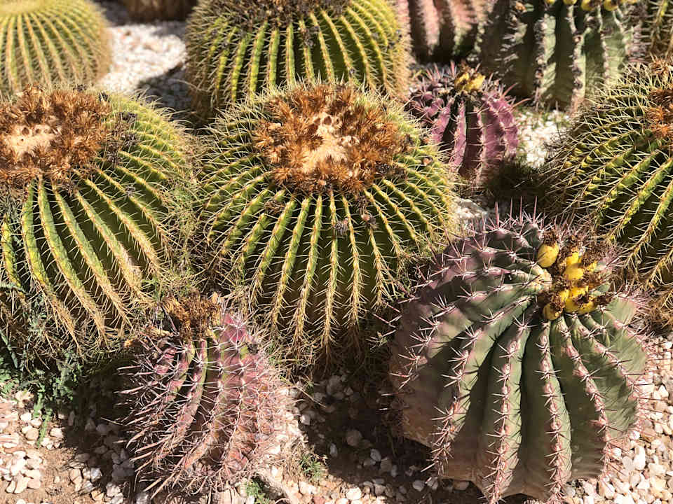 Gartenanlage Pickalbatros Dana Beach Resort - Hurghada