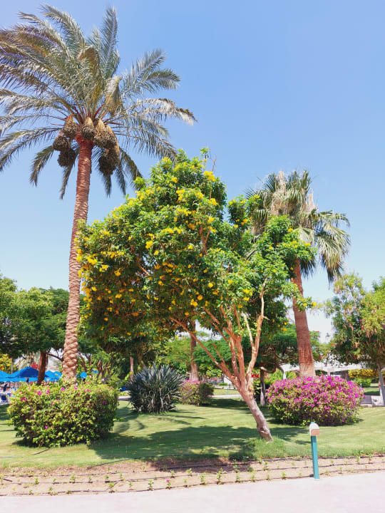 Gartenanlage Desert Rose