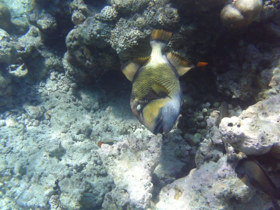 ich kann beißen Embudu Village