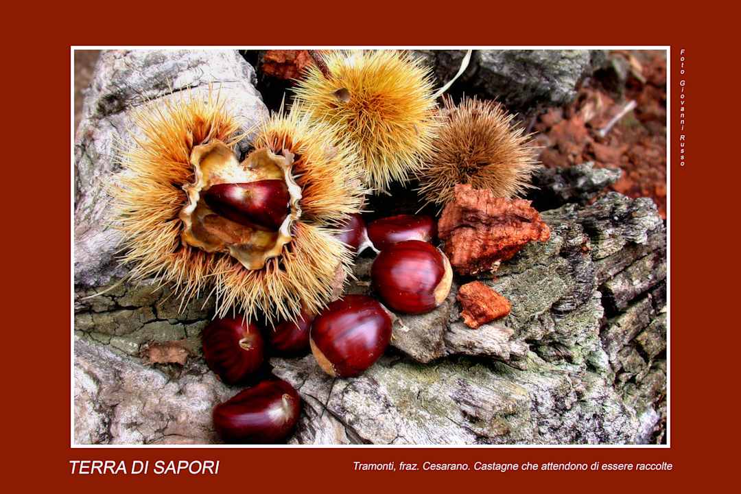 I prodotti della nostra terra... Hotel Pensione Reale