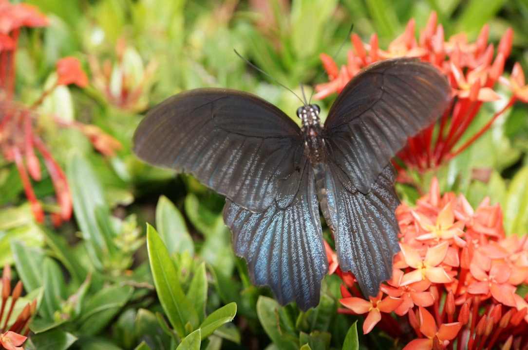 Natur Panviman Resort Koh Phangan