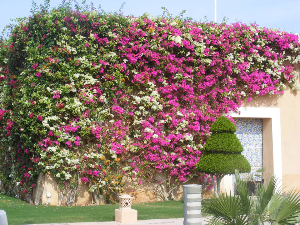 Gartenanlage Gemma Resort