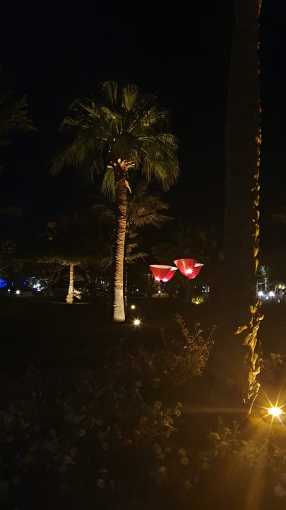 Gartenanlage Desert Rose