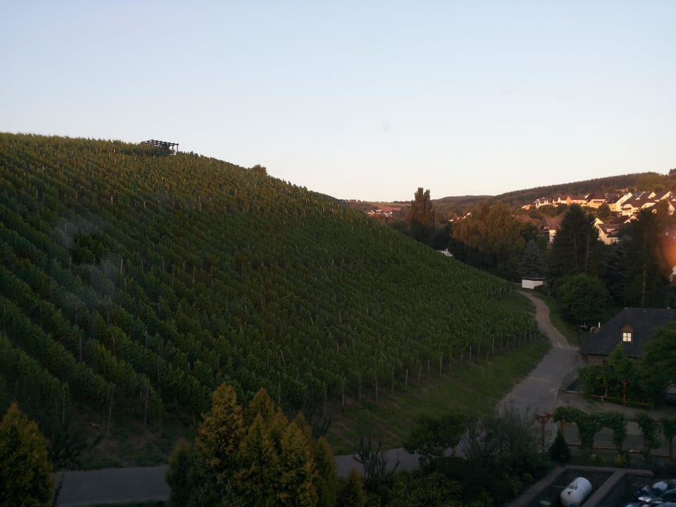 Ausblick vom Zimmer Hotel Weingut Weis