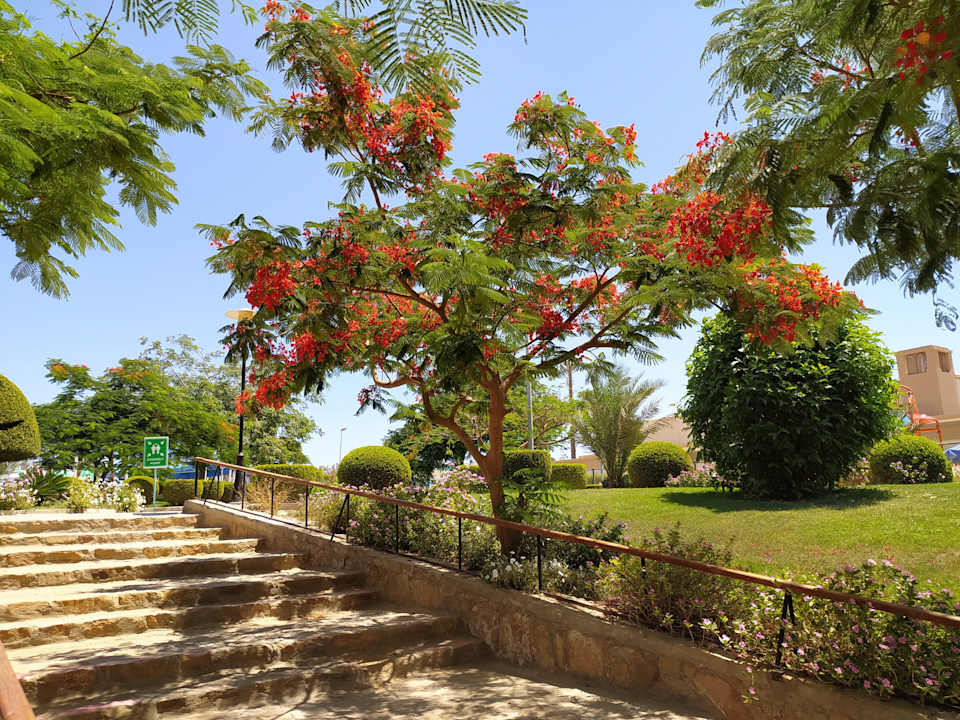 Pool Marina Resort Port Ghalib, a member of Radisson Individuals