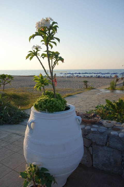 Pflanzen am Strand Hotel Kathrin Beach
