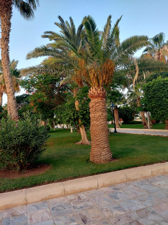 Gartenanlage The Grand Hotel Hurghada