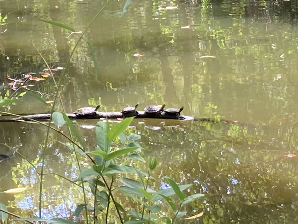 Gartenanlage Viva Heavens by Wyndham - All Inclusive Resort