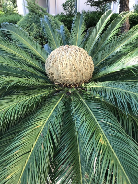 Gartenanlage Seaden Corolla Hotel