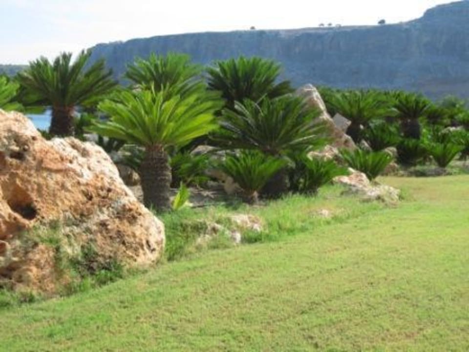 Teil der Gartenanlage (Cycas revoluta) Aquagrand Artistic Luxury Beach Resort - Adults only