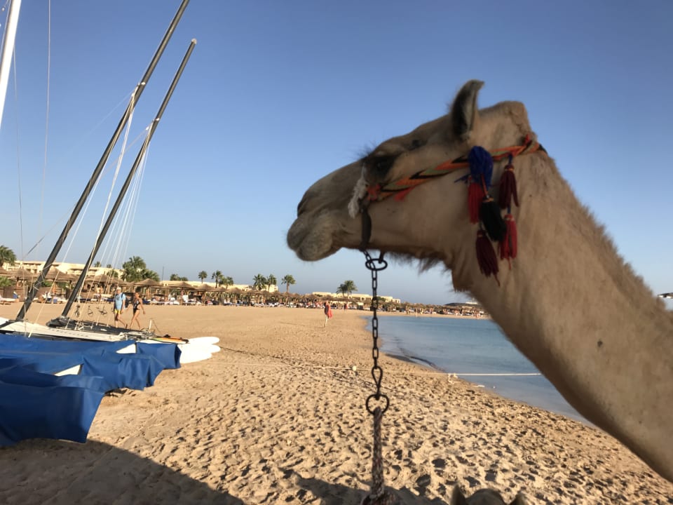 Strand Hotel Sheraton Soma Bay Resort