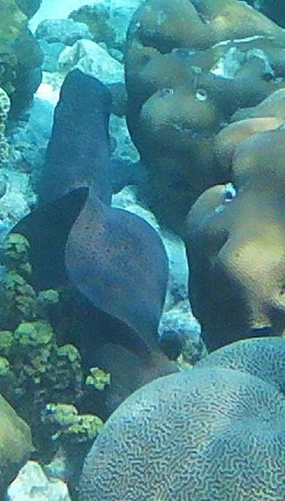 Sonstiges Adaaran Select Meedhupparu Island Resort - Premium All Inclusive