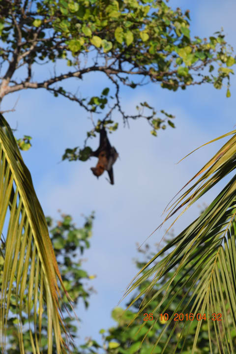 Flughund  Kuredu Island Resort & Spa