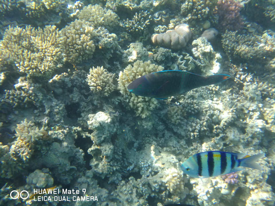 Sport & Freizeit Jaz Makadi Oasis Resort