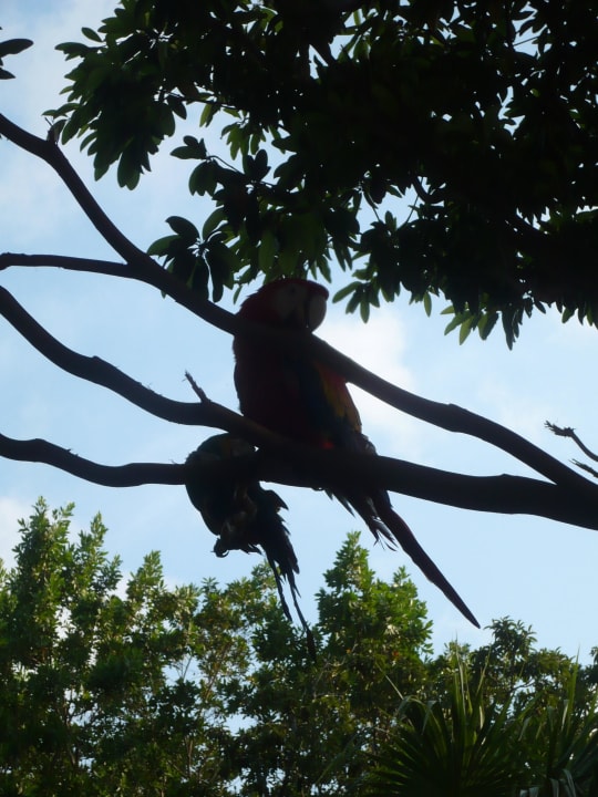 Was guckst Du... Sandos Caracol Eco Resort