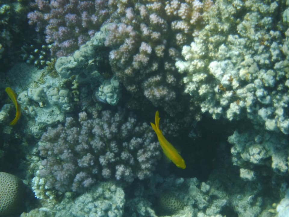 Strand Grand Waterworld Makadi & Family Star Makadi