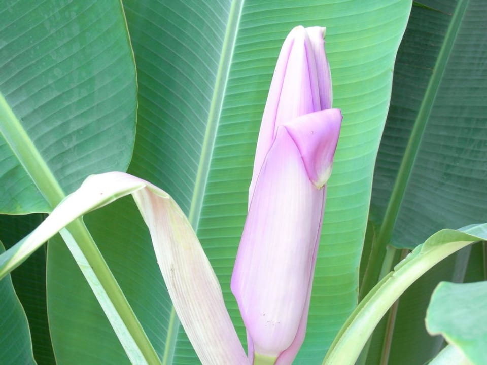 Bananenblüte Hotel The Racha