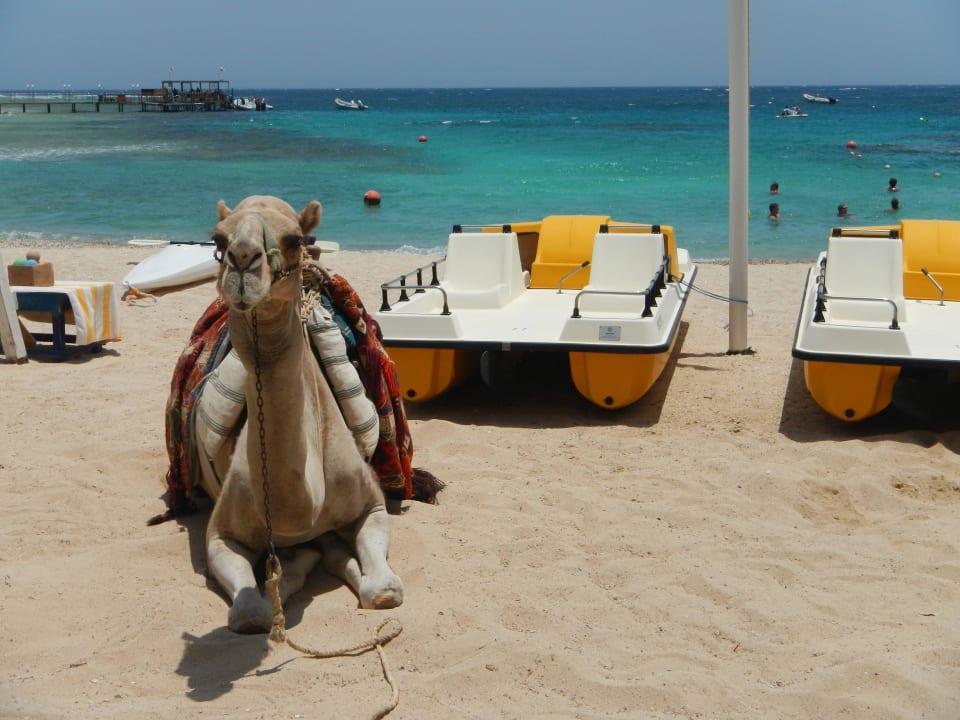 Schnorcheln, Kamel reiten, Tretboot fahren Mövenpick Resort El Quseir